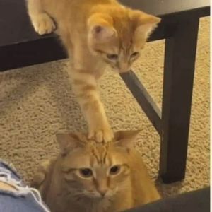 Meet your Posher, Dulce